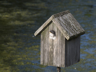Juvenile Swallow in nest waiting to be fed