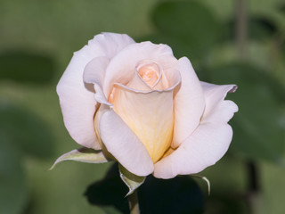 Beautiful rose in bloom 