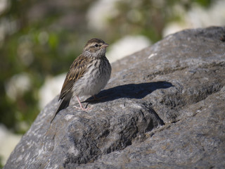 Sparrow on rock 