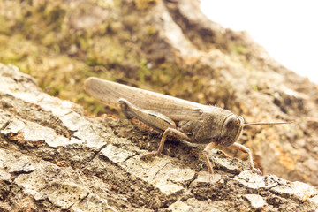 Grasshopper