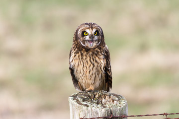 Short eared Owl