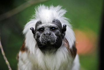 Naklejka premium Auf Augenhöhe mit einem Krallenaffen im Vogelpark Marlow