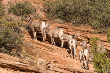 Desert Bighorn Sheep Herd Zion National Park