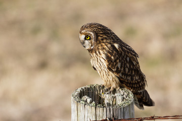 Short eared Owl