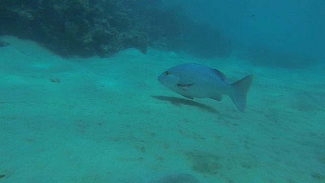 doppelfleck schnapper fisch im meer zeitlupe
