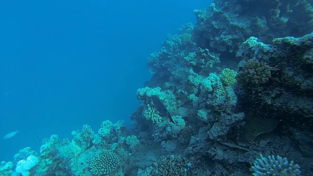 feilenfisch schwimmt entlang korallenriff im meer
