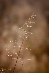 Weed in a misty  morning