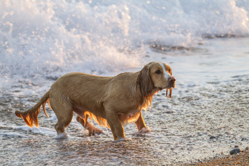 dog playing fetch at beach
