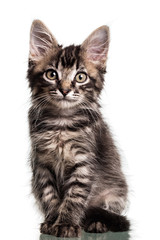 Obraz premium Cute Furry Kitten
