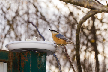 Птица возле кормушки
