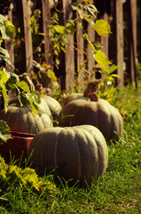Pumpkins on a grass in a sunny day. An autumn still life with pumpkins in beams of the setting sun in the open air
