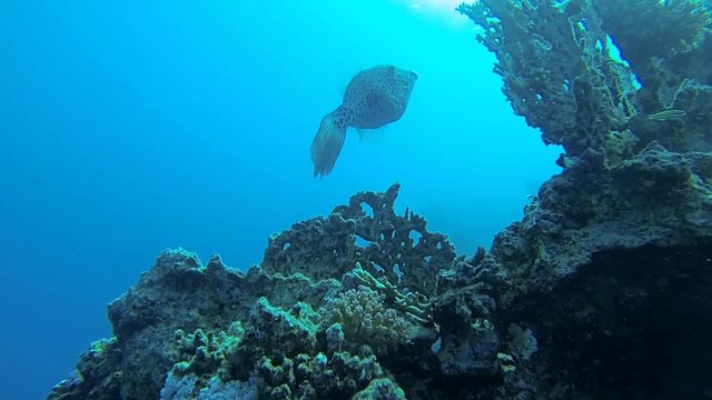 feilenfisch am bunten riff
