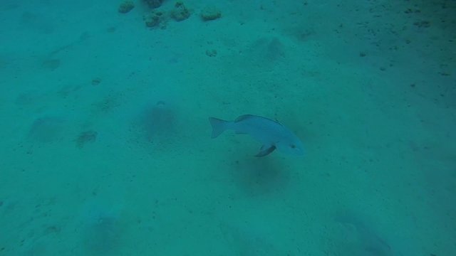 doppelfleck schnapper schwebt am sandigen meeresgrund

