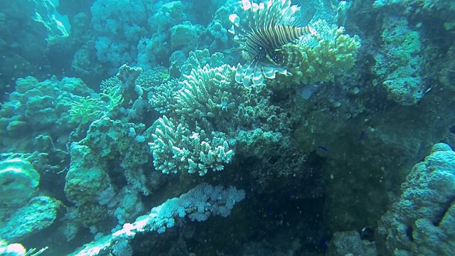 feuerfisch tief im blauen meer
