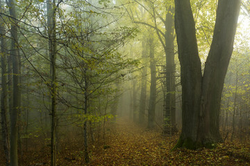 Obraz premium Magical autumn Forest with colorful Trees