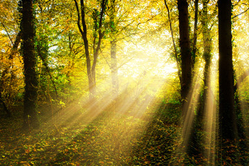 Autumn forest with sun rays