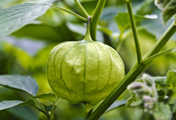 Blütenkelch einer Physalis