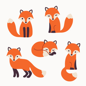 cute fox collection
