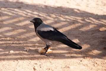 Ворона с куском хлеба