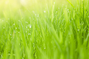 Fototapeta premium Fresh green grass background