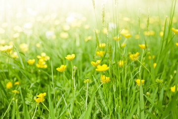 Fototapeta na wymiar Fresh green grass with yellow flowers