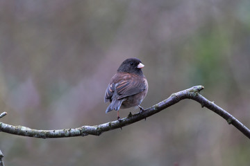 Dark-eyed Junco