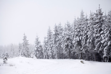 Snow covered winter landscape