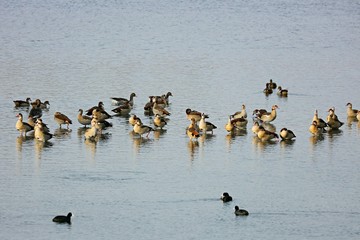 Nilgänse an der Northeimer Seenplatte 