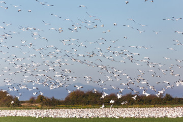 snow geese