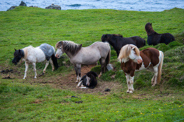 Obraz na płótnie Canvas Horses in Vatnsnes peninsula, Iceland