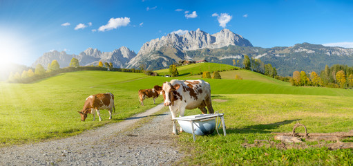 Kühe vor Wilder Kaiser