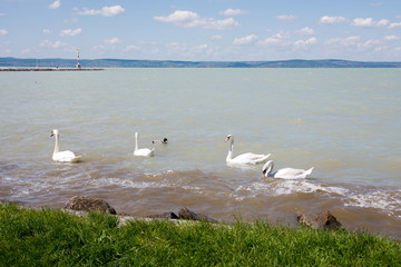 Group of swans in Lake Balaton,Hungary
