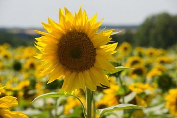 Fototapeta premium Sunflowers in Hungary