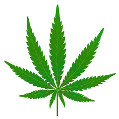 Cannabis Hanfpflanze