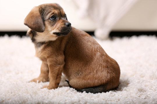 Cute puppy lying on carpet at home