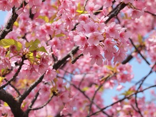 青空と河津桜