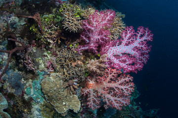 Fototapeta na wymiar Colorful Soft Corals and Reef