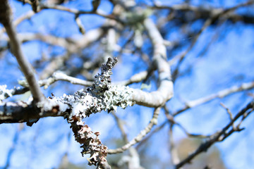 Can You See The Bunny