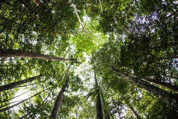Obraz premium Green Canopy of Rainforest