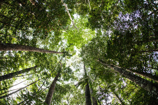 Fototapeta Green Canopy of Rainforest
