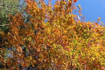 上高地の紅葉する楓