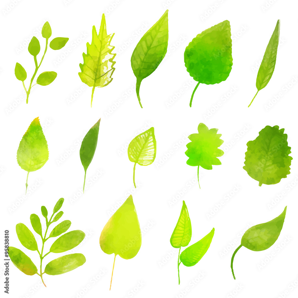 Wall mural green vector leaves isolated on white background. colorful desig