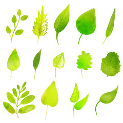 Green vector leaves isolated on white background. Colorful desig