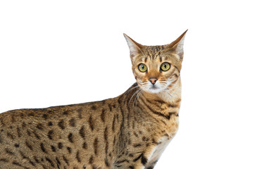 Bengal cat in front of a white background 