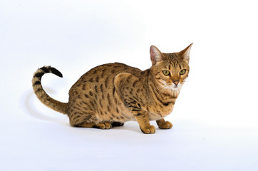 Bengal cat in front of a white background 