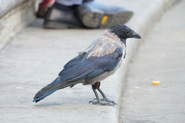 A raven standing beside the pond