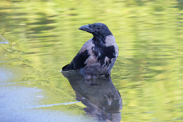 A raven standing beside the pond