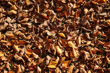 Herbstlaub Waldboden