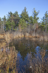 View of a swamp in the Berkshire Mountains of Western Massachusetts.