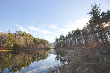 View of a swamp in the Berkshire Mountains of Western Massachusetts.